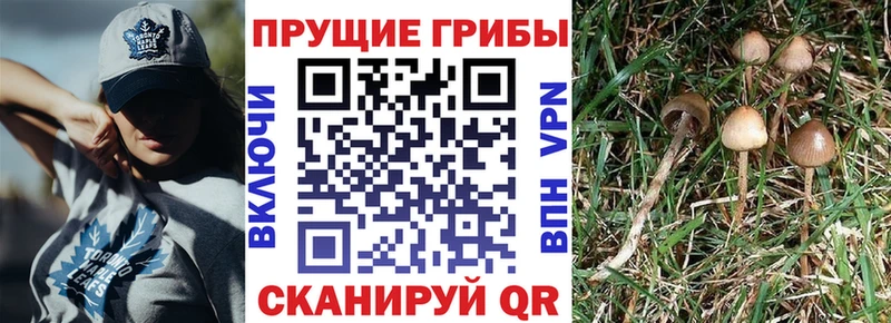 Псилоцибиновые грибы мицелий  магазин    Калач 